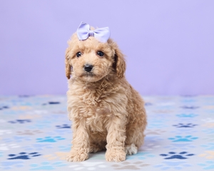 Callie Mini Poodle 